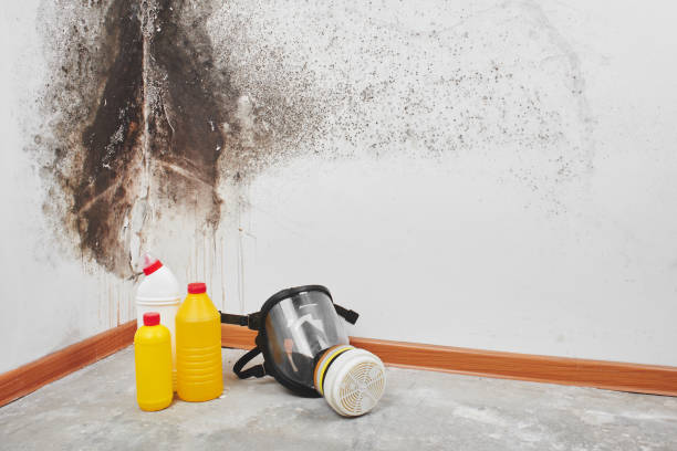 Best Professional Mold Removal  in Danville, CA