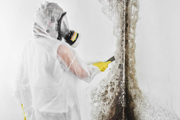 Best Same-Day Mold Removal  in Danville, CA