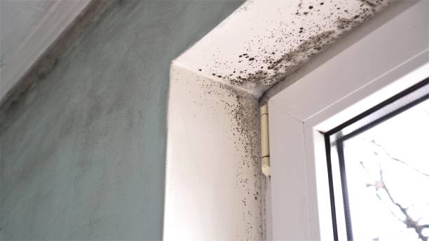 Best Mold Testing and Removal  in Danville, CA