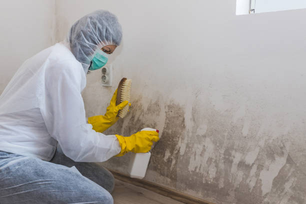 Home Mold Removal in Danville, CA