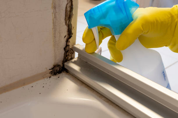 Best Certified Mold Removal  in Danville, CA
