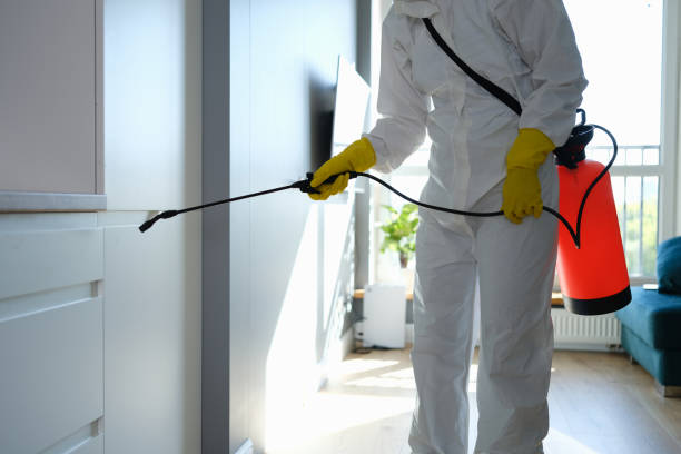 Best Mold Remediation  in Danville, CA