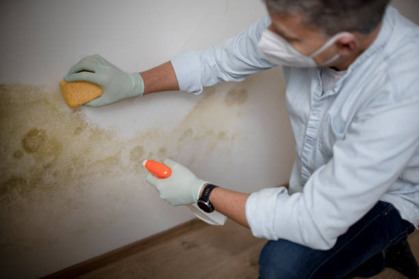 Best Home Mold Removal  in Danville, CA