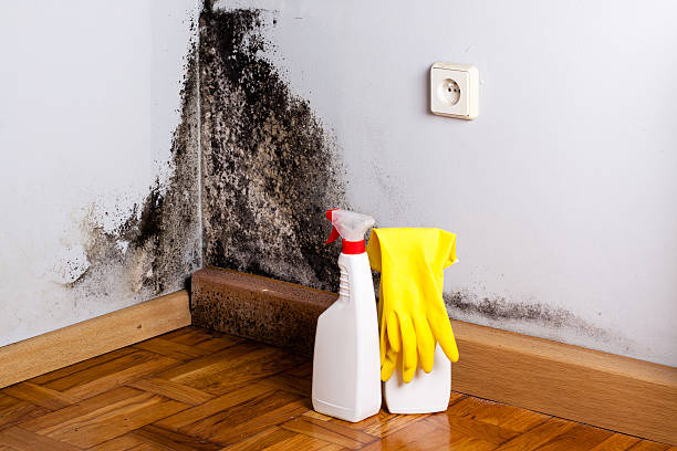 Best Mold Testing  in Danville, CA