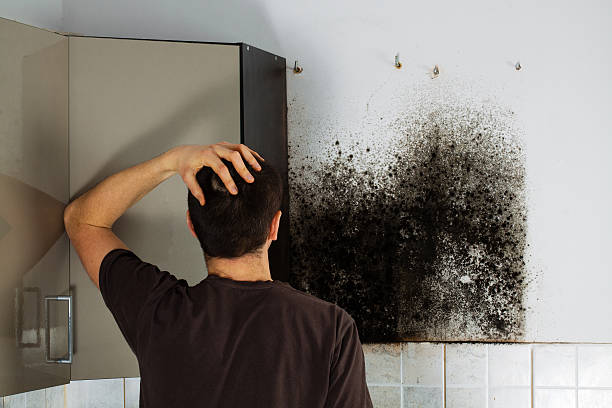 Best Same-Day Mold Removal  in Danville, CA