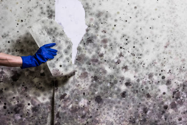 Mold Testing and Removal in Danville, CA