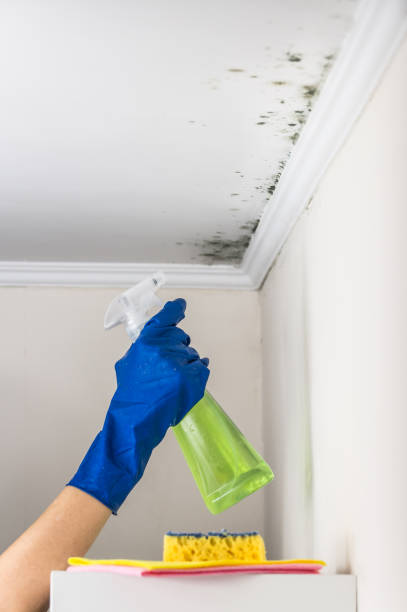 Best Mold Removal Company Near Me  in Danville, CA