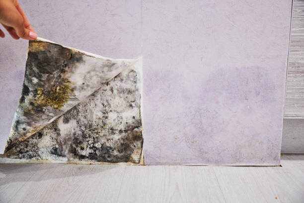 Best Crawl Space Mold Removal  in Danville, CA